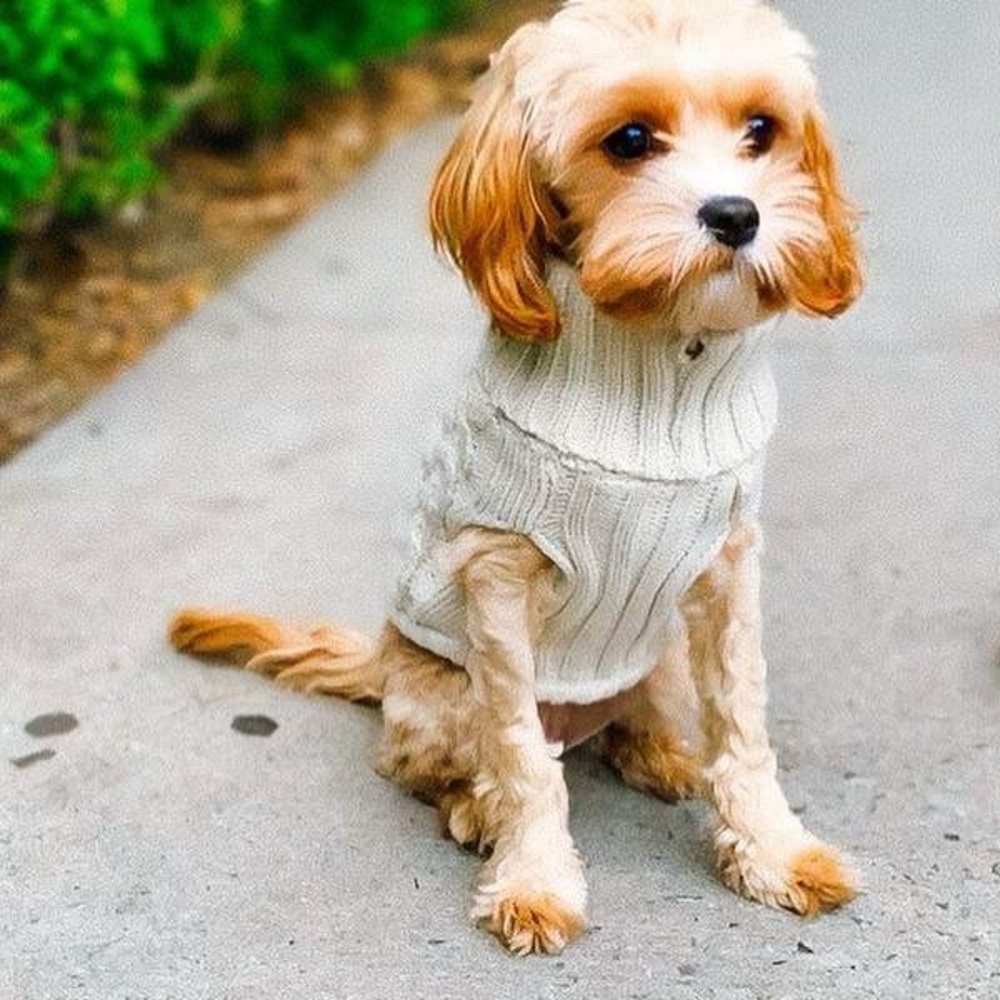 Boots & Barkley Dog or Cat Sweater Pet Apparel Beige Up to 20 lbs Size S Small - Picture 10 of 12